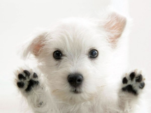 White-Puppies-Dog-Wallpaper-Picture