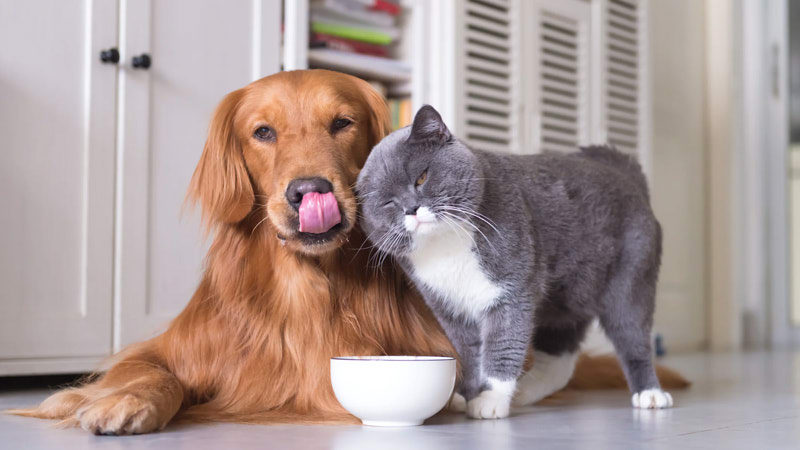 Policosanol (Triacontanol) manufacturer Policosanol (Triacontanol) manufacturer