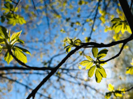 The Hidden Property Risks of Poor Tree Maintenance