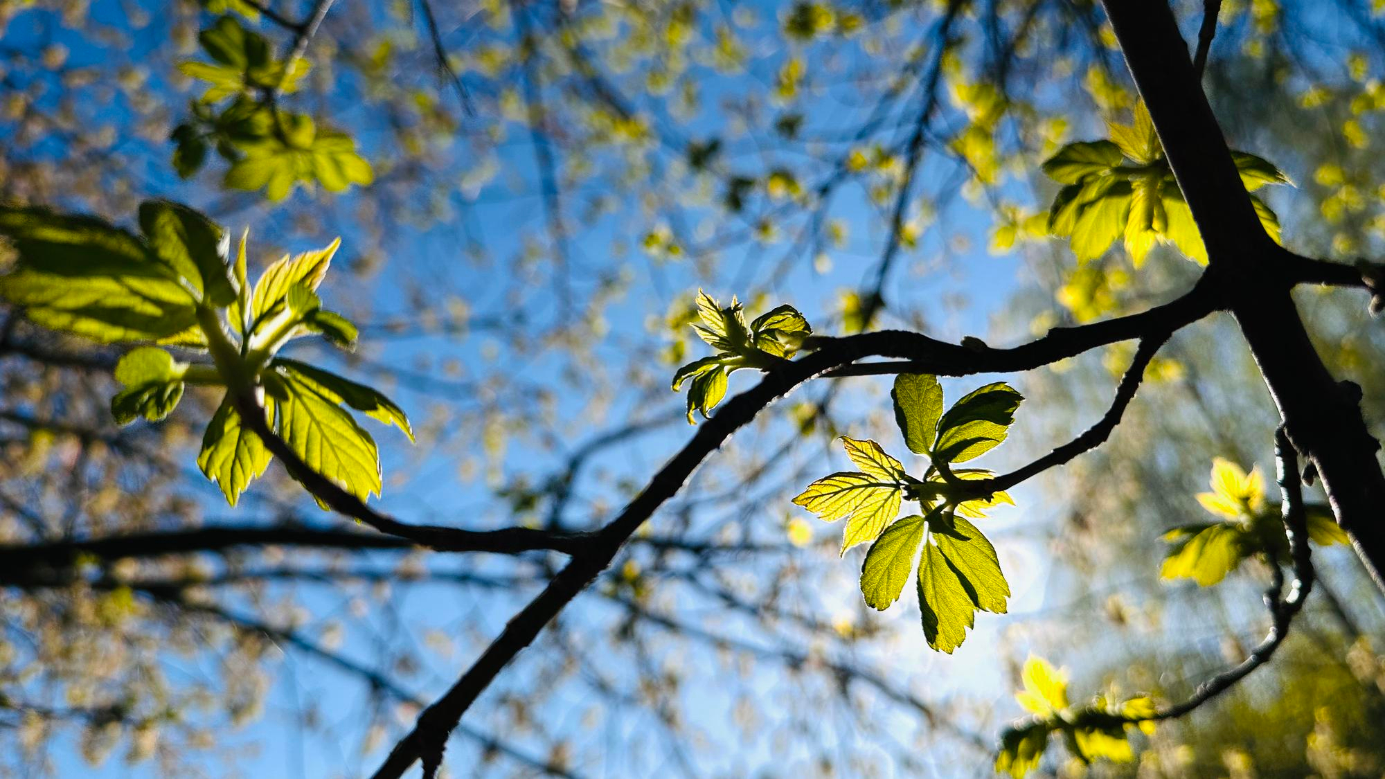 The Hidden Property Risks of Poor Tree Maintenance - featured image